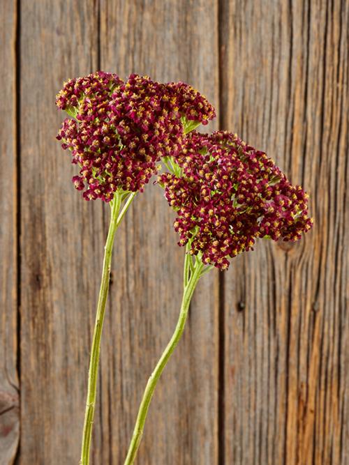 RED YARROW